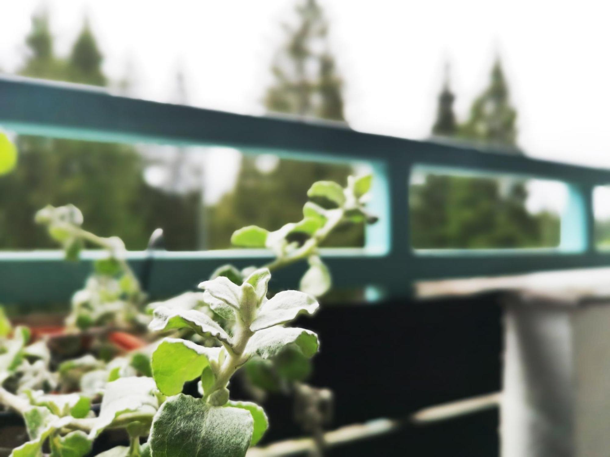 The Evergreen Nest - Silver Mountain ポイアナ・ブラショフ 部屋 写真